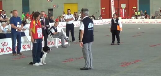 OCI: Obediencia Clase Internacional