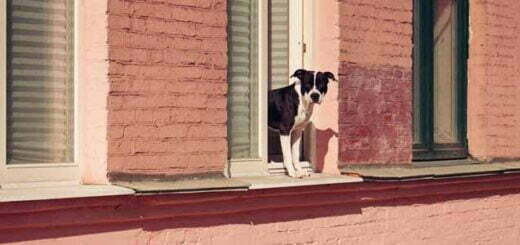 Perro asomándose por una ventana