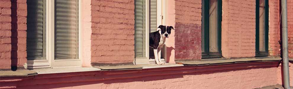 Perro asomándose por una ventana