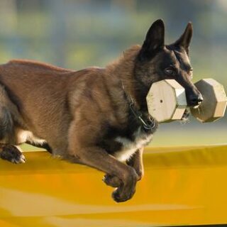 Perro en ejercicio de apport