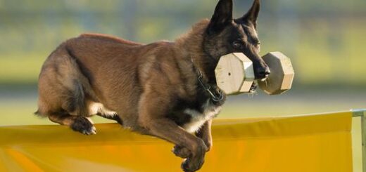 Perro en ejercicio de apport