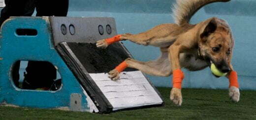 Flyball