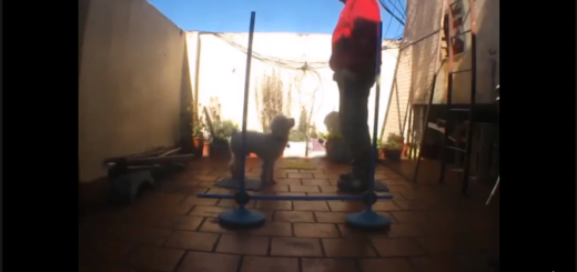 El binomio Mauricio y Astro entrenando Do As I Do