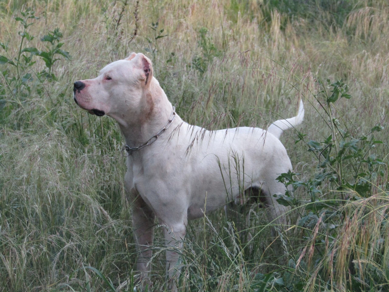 Dogo argentino