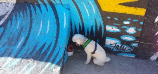 Astro realizando trabajos de olfato (2017)