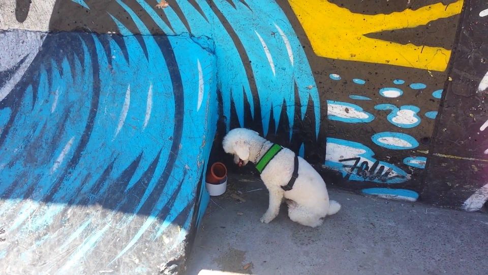 Astro realizando trabajos de olfato (2017)