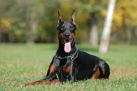 Dobermann pinscher