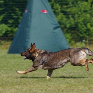 Schutzhund