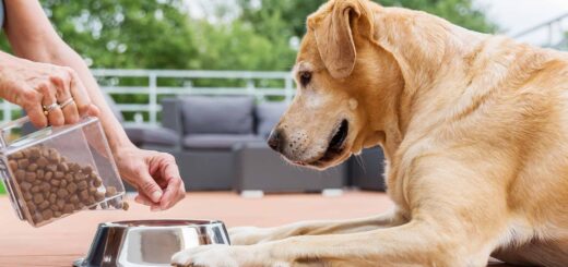 Perro listo para comer