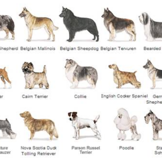 Algunas razas caninas