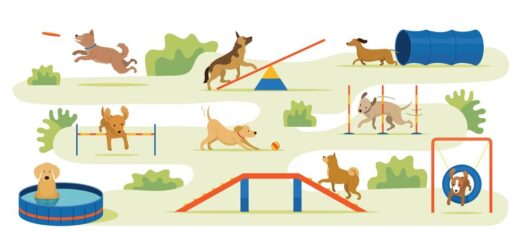 Elegir un deporte canino